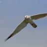 Albanella pallida - Pallid harrier (Circus macrourus)