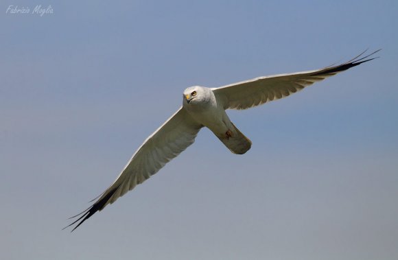 Albanella pallida - Pallid harrier (Circus macrourus)