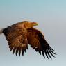 Aquila di mare - White tailed eagle (Haliaeetus albicilla)