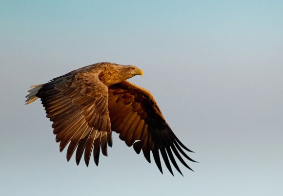 Aquila di mare - White tailed eagle (Haliaeetus albicilla)