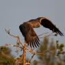 Aquila di mare - White tailed eagle (Haliaeetus albicilla)