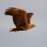 Aquila di mare - White tailed eagle (Haliaeetus albicilla)