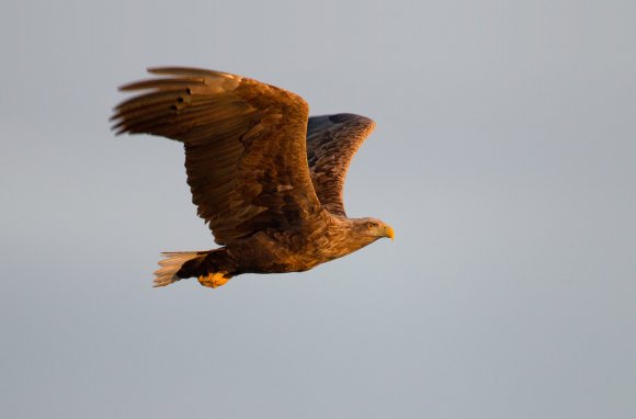 Aquila di mare - White tailed eagle (Haliaeetus albicilla)