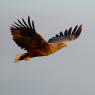 Aquila di mare - White tailed eagle (Haliaeetus albicilla)