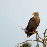 Aquila di mare - White tailed eagle (Haliaeetus albicilla)