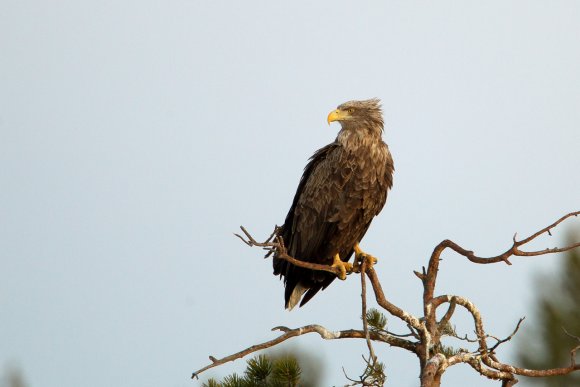 Aquila di mare - White tailed eagle (Haliaeetus albicilla)