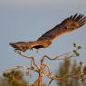 Aquila di mare - White tailed eagle (Haliaeetus albicilla)