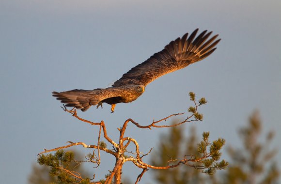 Aquila di mare - White tailed eagle (Haliaeetus albicilla)