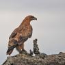 Aquila rapace -  Tawny eagle (Aquila rapax)