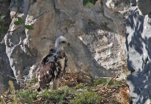 Aquila reale - Goldn eagle (Aquila chrysaetos)