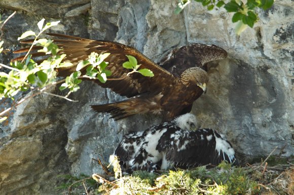 Aquila reale - Goldn eagle (Aquila chrysaetos)