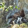 Aquila reale - Goldn eagle (Aquila chrysaetos)