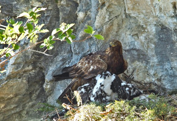 Aquila reale - Goldn eagle (Aquila chrysaetos)