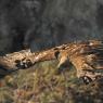 Aquila reale - Goldn eagle (Aquila chrysaetos)