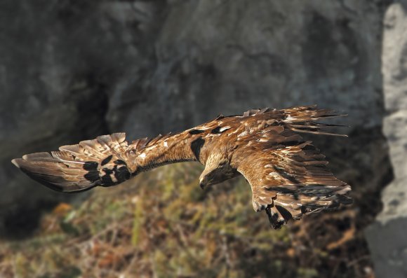 Aquila reale - Goldn eagle (Aquila chrysaetos)