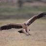 Grifone africano - Rüppell's griffon vulture (Gyps rueppellii)