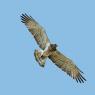 Biancone - Short toed eagle (Circaetus gallicus)