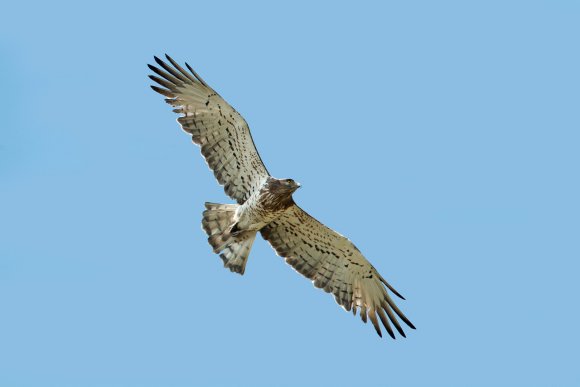 Biancone - Short toed eagle (Circaetus gallicus)