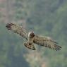 Biancone - Short toed eagle (Circaetus gallicus)