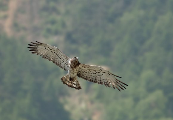 Biancone - Short toed eagle (Circaetus gallicus)