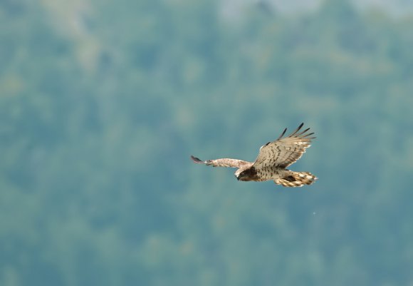 Biancone - Short toed eagle (Circaetus gallicus)