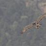 Biancone - Short toed eagle (Circaetus gallicus)