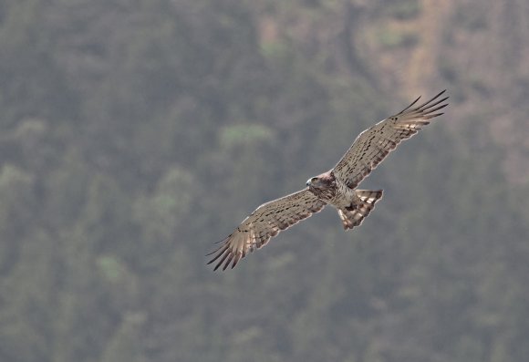 Biancone - Short toed eagle (Circaetus gallicus)