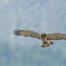 Biancone - Short toed eagle (Circaetus gallicus)