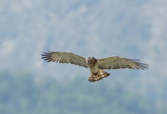 Biancone - Short toed eagle (Circaetus gallicus)