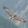 Biancone - Short toed eagle (Circaetus gallicus)