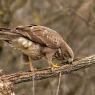 Poiana - Common buzzard (Buteo buteo)