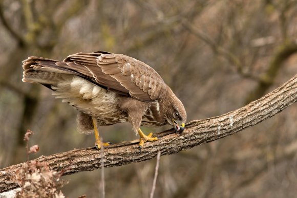 Poiana - Common buzzard (Buteo buteo)