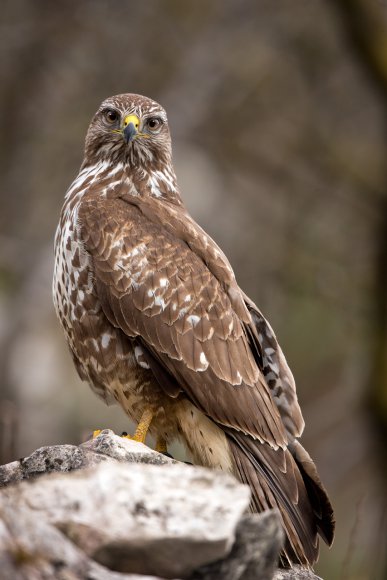 Poiana - Common buzzard (Buteo buteo)