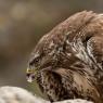 Poiana - Common buzzard (Buteo buteo)