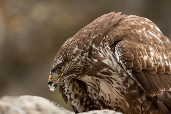 Poiana - Common buzzard (Buteo buteo)