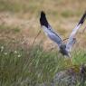 Albanella minore - Montagu's Harrier (Circus pygargus)