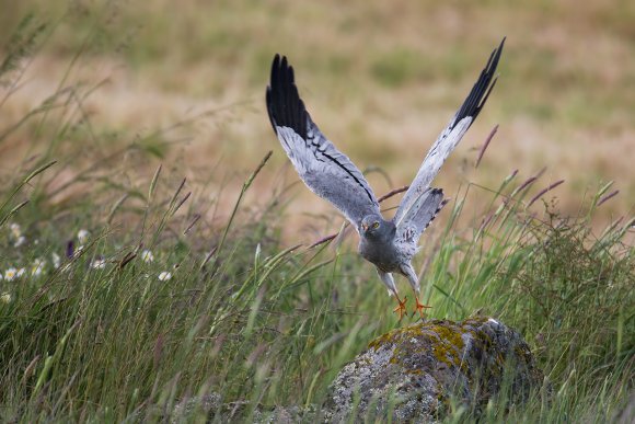 Albanella minore - Montagu's Harrier (Circus pygargus)