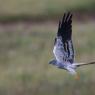 Albanella minore - Montagu's harrier (Circus pygargus)