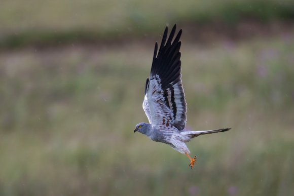 Albanella minore - Montagu's harrier (Circus pygargus)