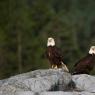 Aquila testa bianca - Bald Eagle (Haliaeetus leucocephalus)