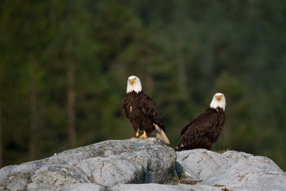 Aquila testa bianca - Bald Eagle (Haliaeetus leucocephalus)