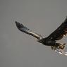 Aquila testa bianca - Bald Eagle (Haliaeetus leucocephalus)