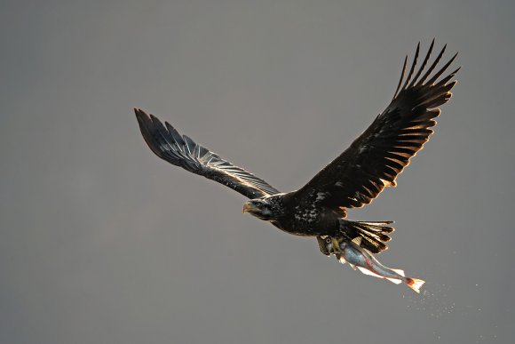 Aquila testa bianca - Bald Eagle (Haliaeetus leucocephalus)