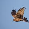 Albanella minore - Montagu's harrier (Circus pygargus)