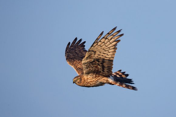 Albanella minore - Montagu's harrier (Circus pygargus)