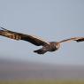 Albanella minore - Montagu's harrier (Circus pygargus)