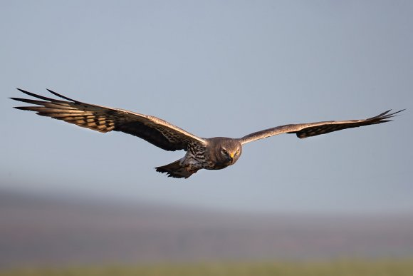 Albanella minore - Montagu's harrier (Circus pygargus)