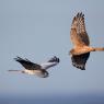 Albanella minore - Montagu's Harrier (Circus pygargus)