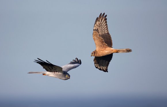 Albanella minore - Montagu's Harrier (Circus pygargus)