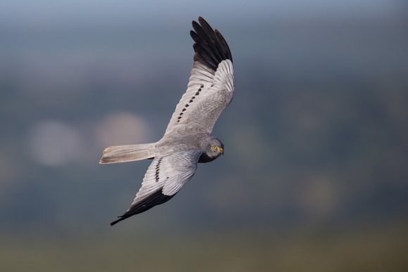 Albanella minore - Montagu's harrier (Circus pygargus)